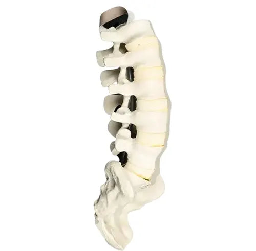 bone deluxe meddeygo