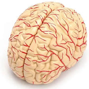 brain model