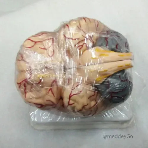 brain model