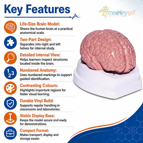 brain model