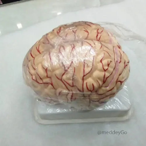 brain model
