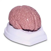 brain model
