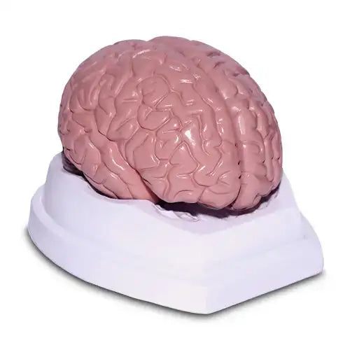 brain model