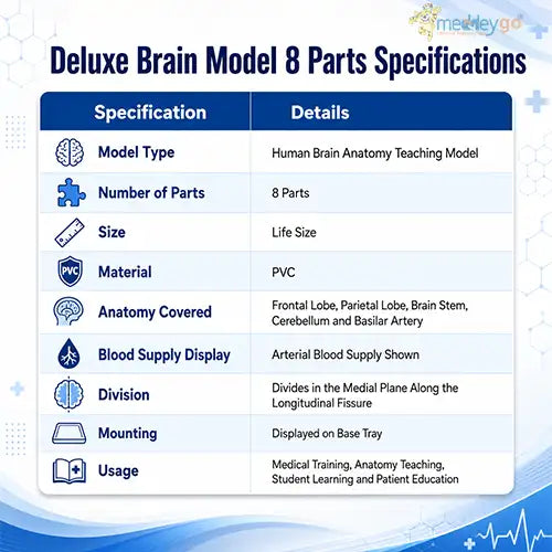 brain model