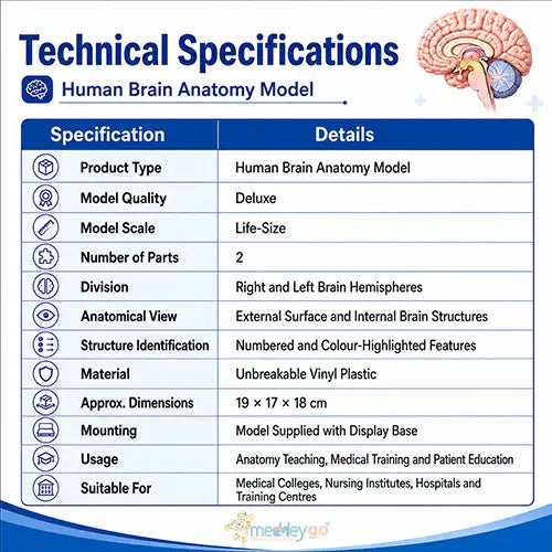 brain model