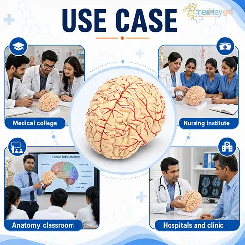 brain model