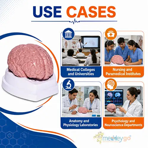 brain model