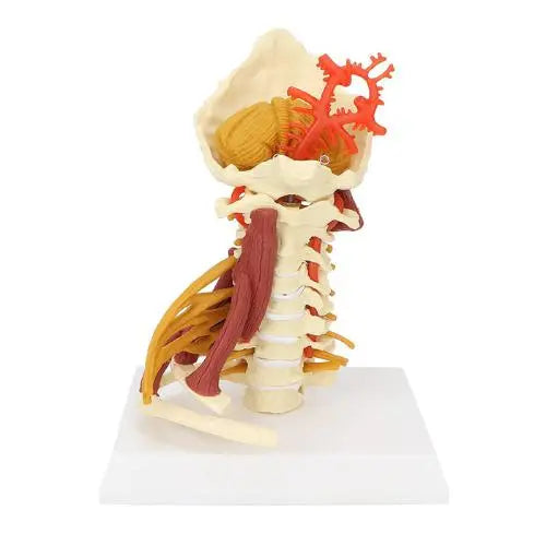cervical model
