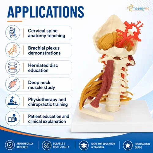cervical model