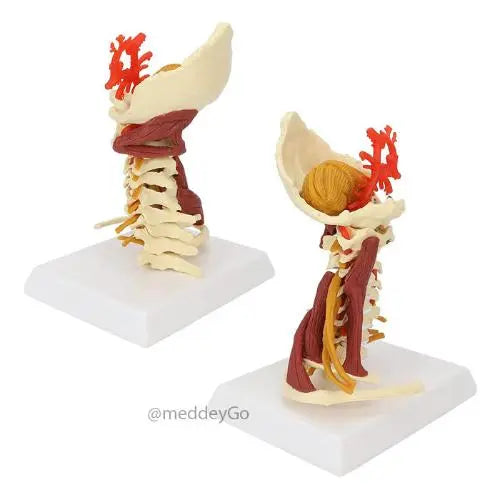 cervical model