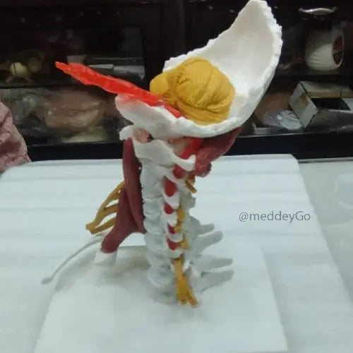 cervical model