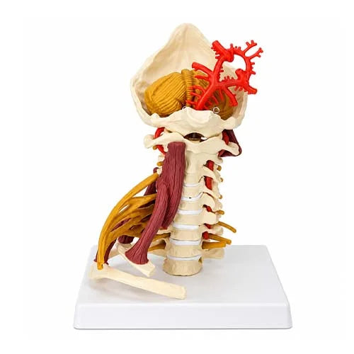 cervical model