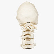 cervical saw bone 