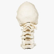 cervical saw bone 