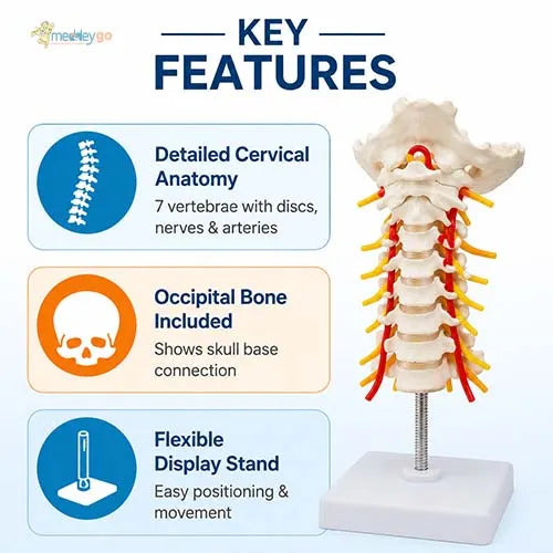 cervical spine anatomy