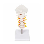 cervical spine anatomy