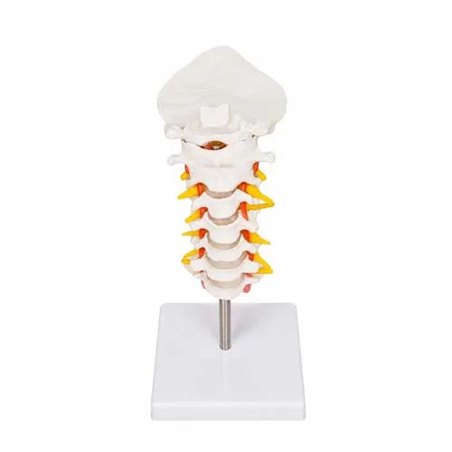 cervical spine anatomy
