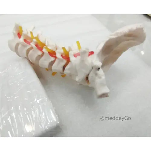 cervical spine with neck