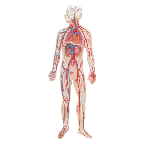 circulatory system model