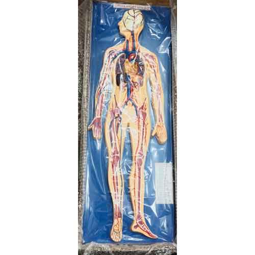 circulatory system model
