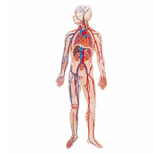 circulatory system model