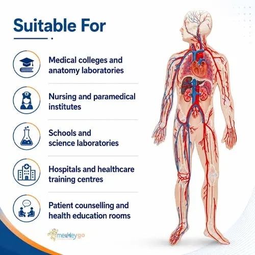 circulatory system model