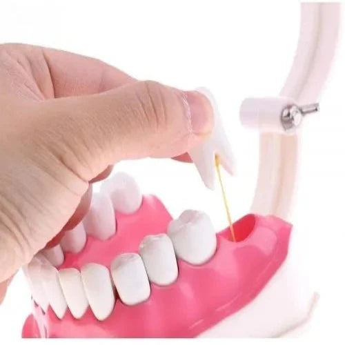 Dental Care Model For Patient Education