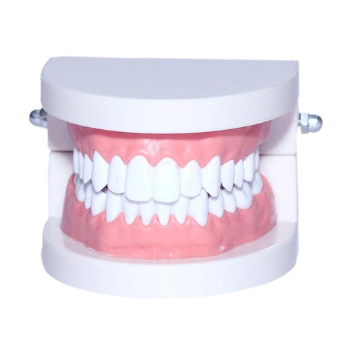 Dental Denture Adult Standard Gums Teeth Model for Patient Education