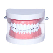dental teeth model