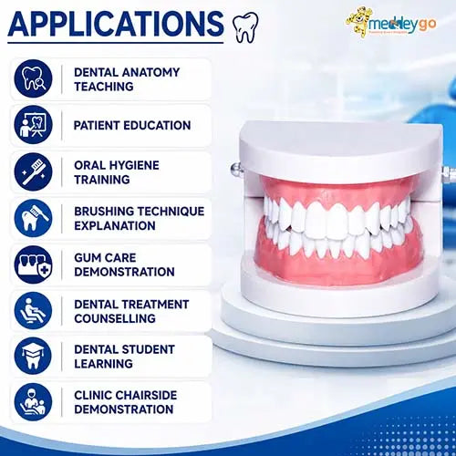 dental teeth model