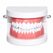 dental teeth model