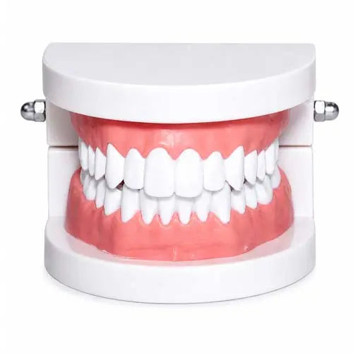 dental teeth model