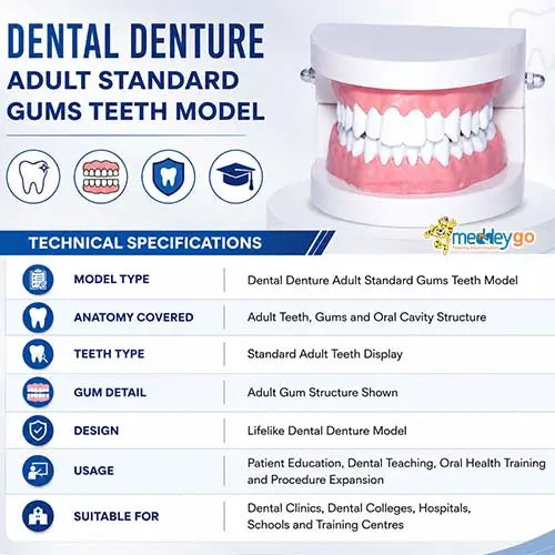 dental teeth model