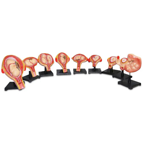 Development Set of Embryo