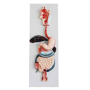 digestive system model