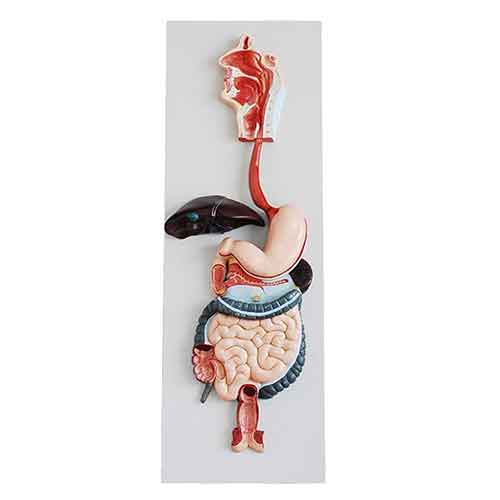 digestive system model