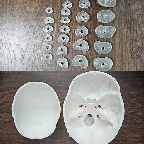 disarticulated human skeleton