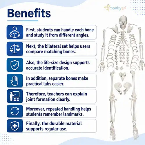 disarticulated human skeleton