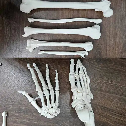 disarticulated human skeleton