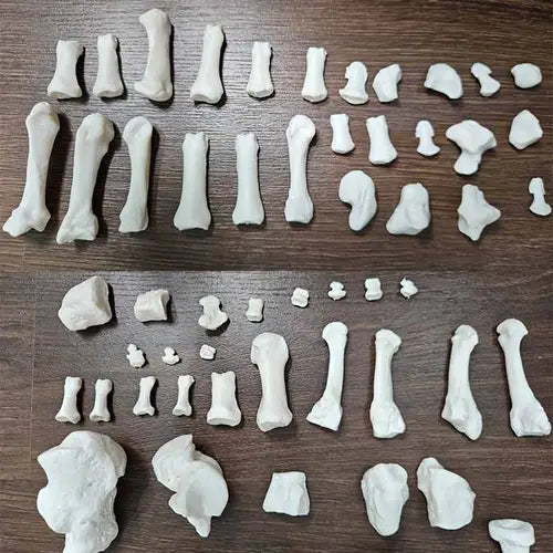 disarticulated human skeleton