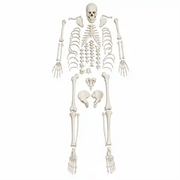 disarticulated human skeleton