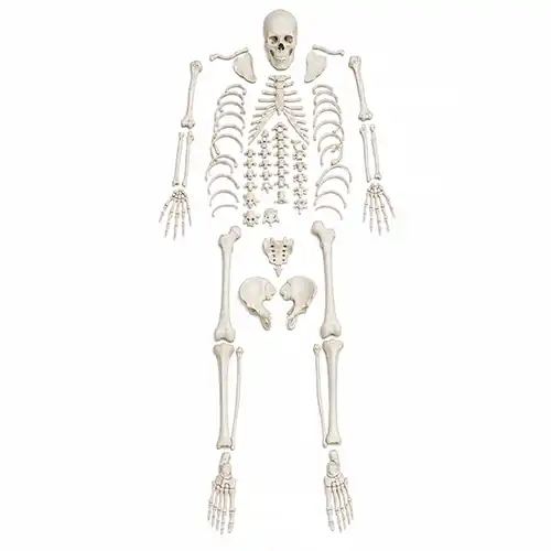 disarticulated human skeleton