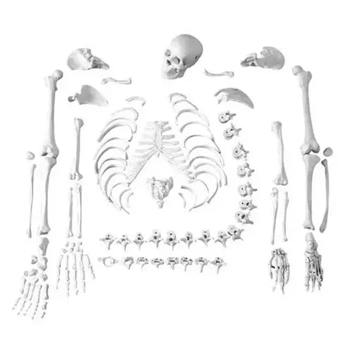 disarticulated human skeleton