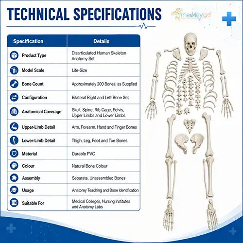 disarticulated human skeleton