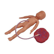 educational new born model