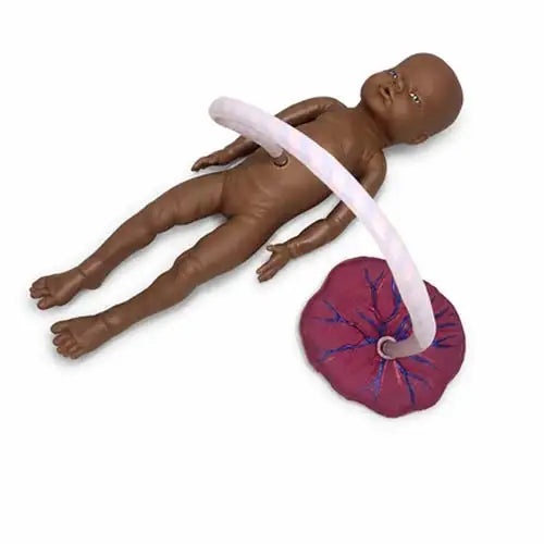 educational new born model