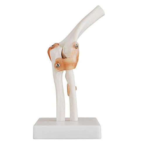 elbow joint model