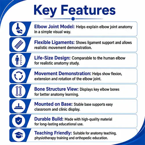elbow joint model