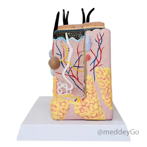 enlarged skin anatomical model