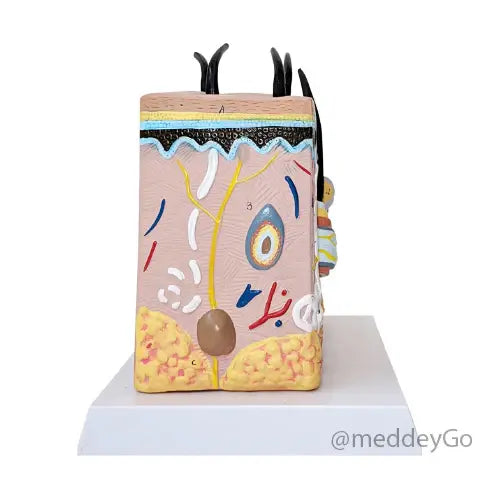 enlarged skin anatomical model